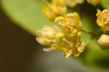 Güneşli yaz gününde bahçede büyüyen güzel, parlak çiçekler. 