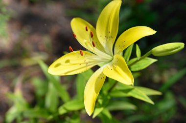 Güneşli yaz gününde bahçede yetişen güzel zambaklar. 