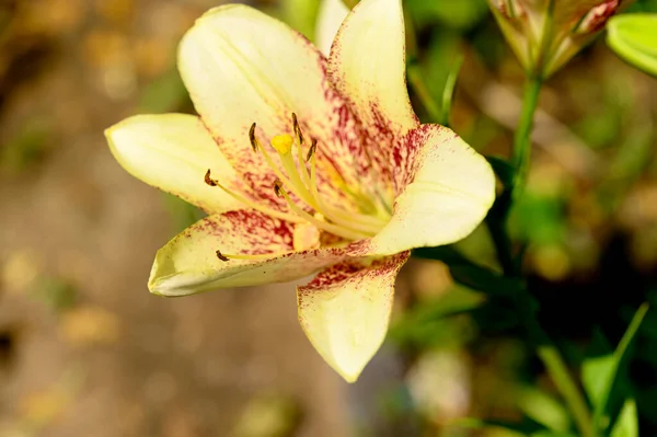 Belle Fleur Lis Lumineux Poussant Dans Jardin Journée Ensoleillée Été — Photo