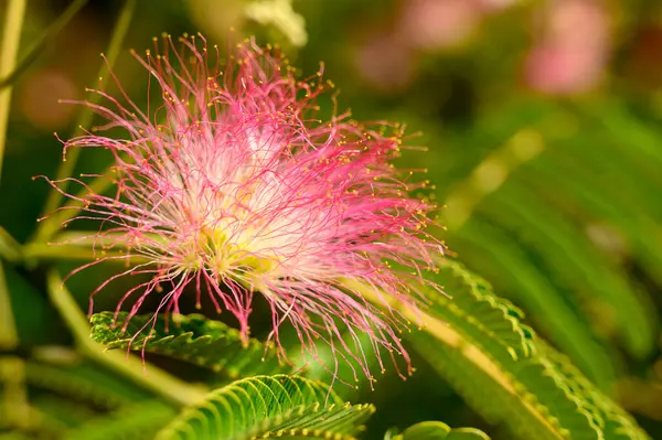 Bel Fiore Luminoso Che Cresce Giardino Estate Giornata Sole — Foto Stock