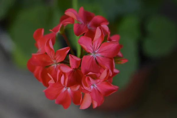 Mooie Heldere Bloemen Groeien Tuin Zomer Zonnige Dag — Stockfoto