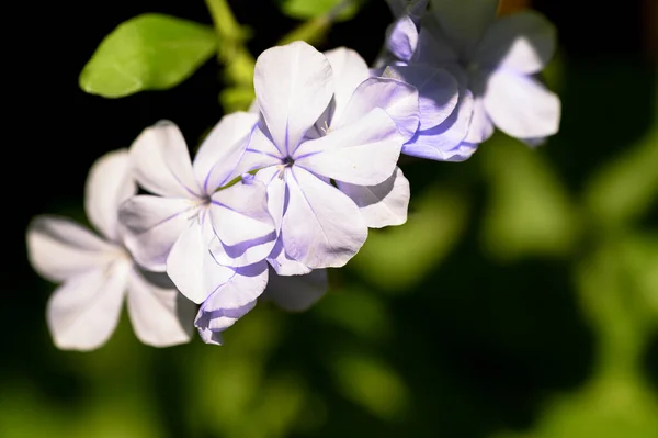Hermosas Flores Brillantes Que Crecen Jardín Verano Día Soleado —  Fotos de Stock