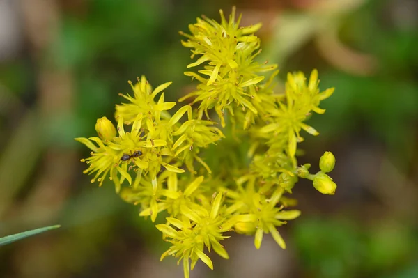 Mooie Heldere Bloemen Groeien Tuin Zomer Zonnige Dag — Stockfoto