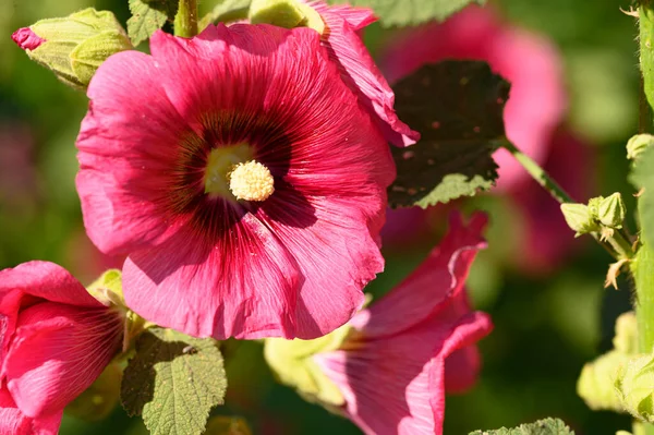 Hermosas Flores Malva Creciendo Jardín Verano Día Soleado —  Fotos de Stock