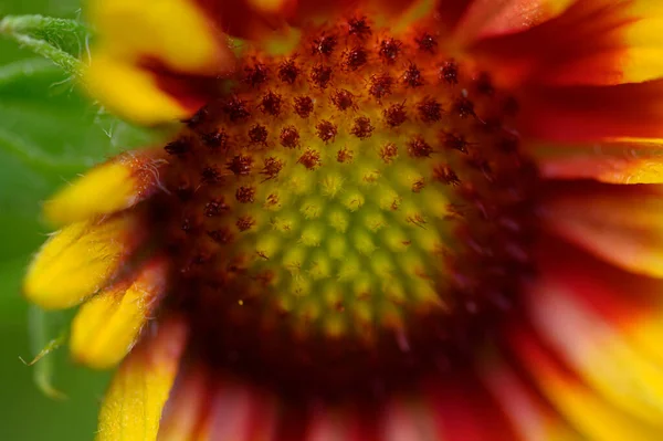 Beautiful Bright Flower Growing Garden Summer Sunny Day — Stock Photo, Image