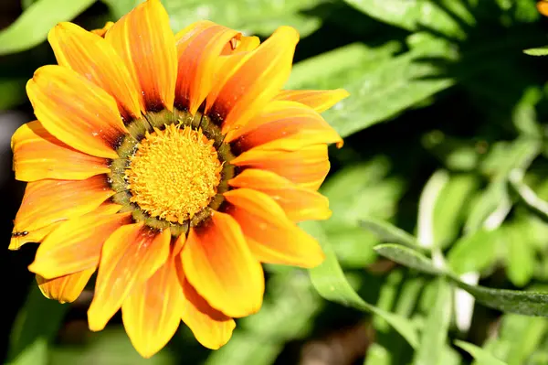 Güneşli Yaz Gününde Bahçede Büyüyen Güzel Parlak Çiçek — Stok fotoğraf