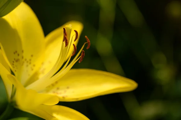 Красивый Яркий Цветок Лилии Растет Саду Летний Солнечный День — стоковое фото