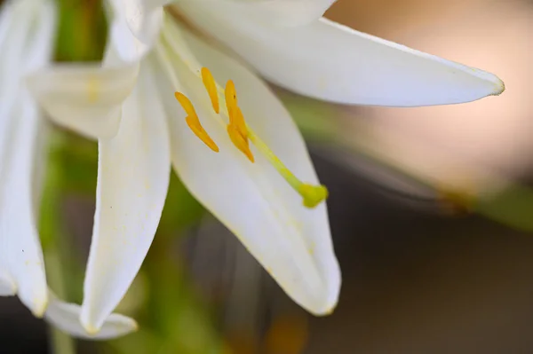 Mooie Lelies Groeien Tuin Zomer Zonnige Dag — Stockfoto