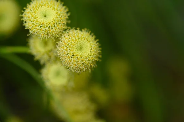 Belas Flores Brilhantes Crescendo Jardim Dia Ensolarado Verão — Fotografia de Stock