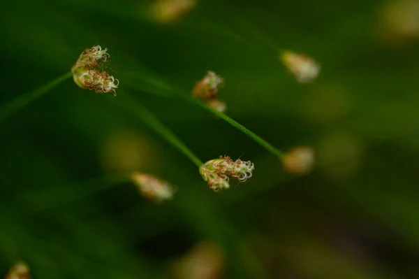 夏の晴れた日に庭で育つ美しい明るい花 — ストック写真