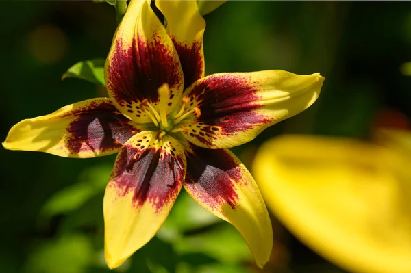 夏の晴れた日に庭で育つ美しい明るいユリの花 — ストック写真