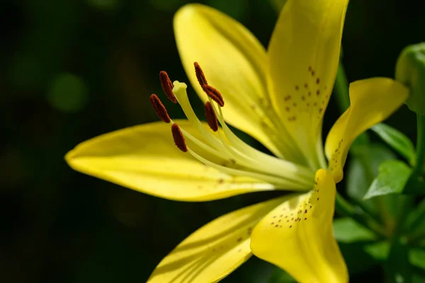 夏の晴れた日に庭で育つ美しい明るいユリの花 — ストック写真