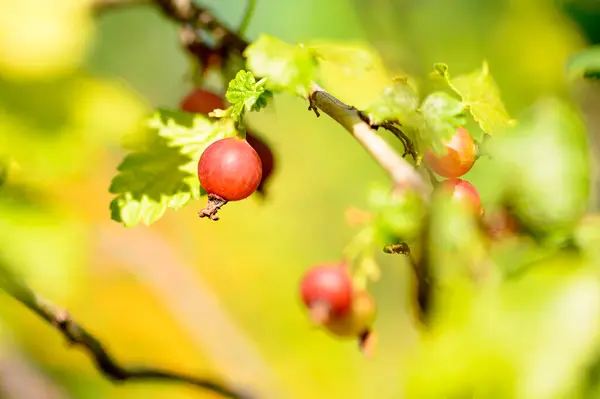 Arbusto Con Grosellas Rojas Maduras Vista Cercana Concepto Verano — Foto de Stock