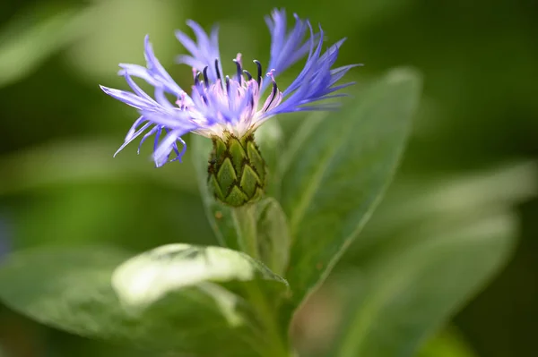 Hermosa Flor Brillante Creciendo Jardín Verano Día Soleado —  Fotos de Stock