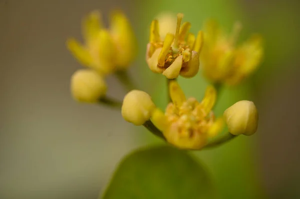 Belles Fleurs Lumineuses Poussant Dans Jardin Journée Ensoleillée Été — Photo