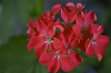 Güneşli yaz gününde bahçede büyüyen güzel, parlak çiçekler. 
