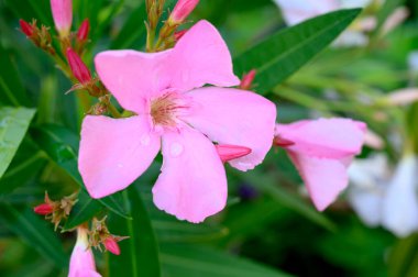 Güneşli yaz gününde bahçede büyüyen güzel, parlak çiçekler. 