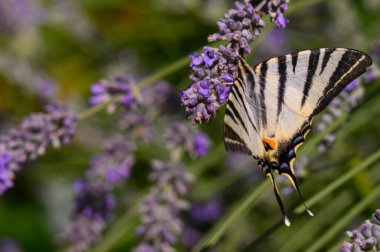 Güneşli yaz gününde bahçede yetişen güzel, parlak çiçekleri dölleyen kelebek. 