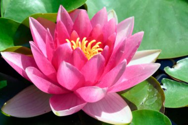 Güzel çiçek açan nilüfer çiçekleri yaz günü gölette büyür. 