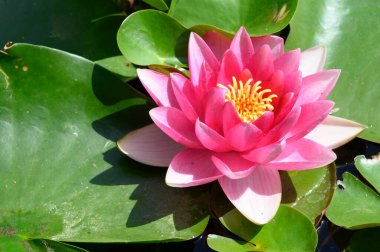 Güzel çiçek açan nilüfer çiçekleri yaz günü gölette büyür. 