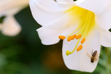 Yaz güneşli bir günde bahçede yetişen güzel parlak zambak çiçeklerini dölleyen arılar. 