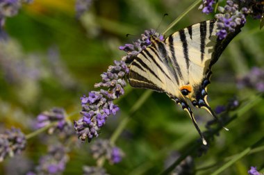 Güneşli yaz gününde bahçede yetişen güzel, parlak çiçekleri dölleyen kelebek. 