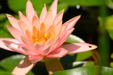 Güzel çiçek açan nilüfer çiçekleri yaz günü gölette büyür. 