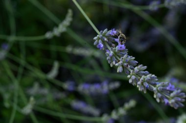 Güneşli yaz gününde bahçede yetişen güzel, parlak çiçekleri dölleyen arılar. 