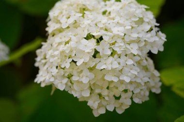 Güneşli yaz gününde bahçede büyüyen güzel, parlak çiçekler. 