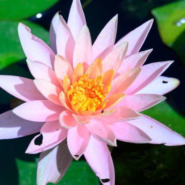 Güzel çiçek açan nilüfer çiçekleri yaz günü gölette büyür. 