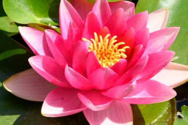 Güzel çiçek açan nilüfer çiçekleri yaz günü gölette büyür. 