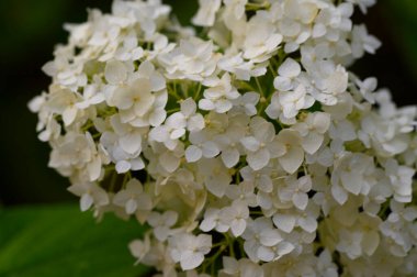 Güneşli yaz gününde bahçede büyüyen güzel, parlak çiçekler. 