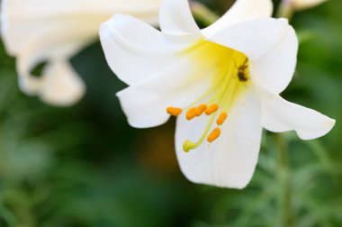 Yaz güneşli bir günde bahçede yetişen güzel parlak zambak çiçeklerini dölleyen arılar. 
