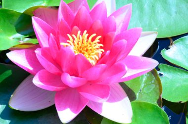 Güzel çiçek açan nilüfer çiçekleri yaz günü gölette büyür. 