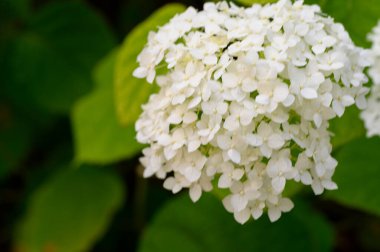 Güneşli yaz gününde bahçede büyüyen güzel, parlak çiçekler. 