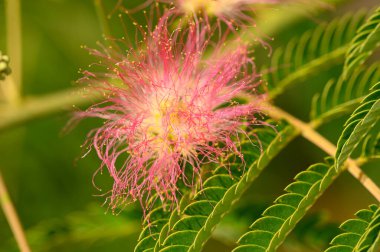Güzel, parlak çiçekli dallar yazın güneşli bir günde bahçede büyür. 