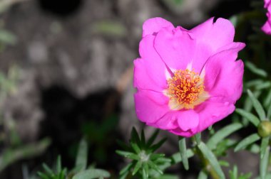Güneşli yaz gününde bahçede büyüyen güzel, parlak çiçek. 