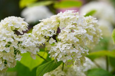 Güneşli yaz gününde bahçede büyüyen güzel, parlak çiçekler. 