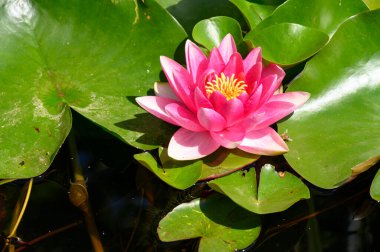 Güzel çiçek açan nilüfer çiçekleri yaz günü gölette büyür. 