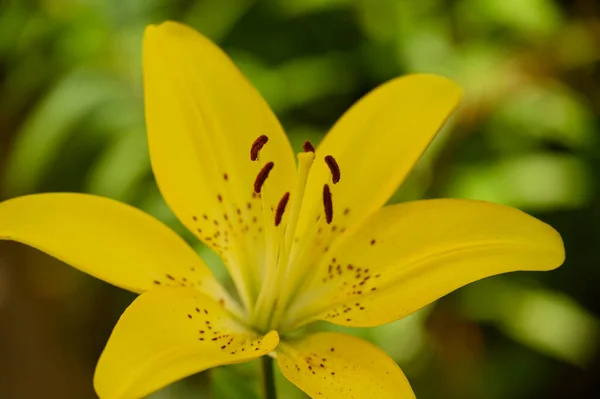 Bela Flor Lírio Brilhante Crescendo Jardim Verão Dia Ensolarado — Fotografia de Stock