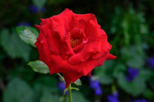 夏天阳光明媚的日子 花园里生长着美丽明亮的玫瑰 — 图库照片