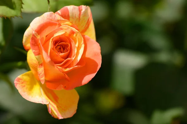 Hermosa Flor Rosa Brillante Creciendo Jardín Verano Día Soleado — Foto de Stock