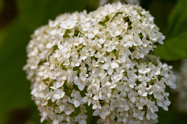 Belles Fleurs Lumineuses Poussant Dans Jardin Journée Ensoleillée Été — Photo