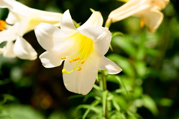 Krásné Zářivé Lilie Rostoucí Zahradě Létě Slunečný Den — Stock fotografie