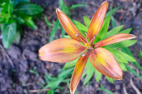 Vacker Ljus Lilja Blomma Växer Trädgården Sommaren Solig Dag — Stockfoto