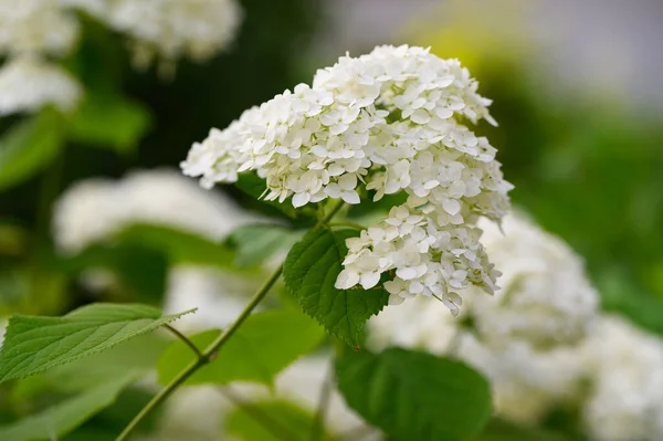 夏日阳光明媚的花园里生长着美丽而明亮的花朵 — 图库照片