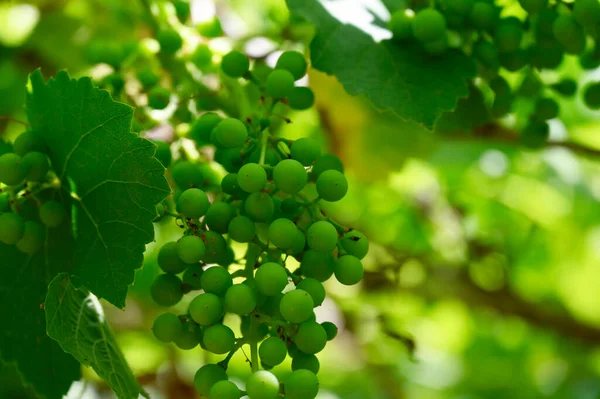 Beautiful Unripe Grapes Growing Outdoor Summer Concept Close View — Stock Photo, Image