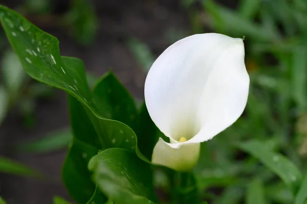 Bellissimo Fiore Calla Che Cresce Giardino Estate Giornata Sole — Foto Stock