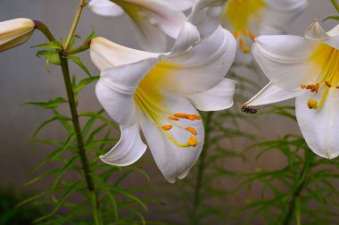 Güneşli yaz gününde bahçede büyüyen güzel parlak zambaklar. 