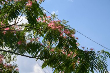 Güneşli yaz gününde bahçede büyüyen güzel, parlak çiçekler. 